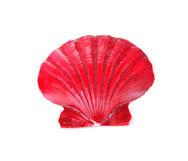 beyaz izole renkli deniz kabuğu