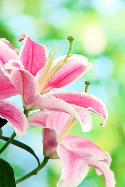 Beautiful pink lily, on green background — Stock Photo, Image