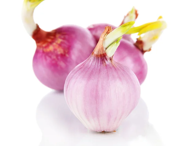 Cebollas germinantes aisladas en blanco — Foto de Stock