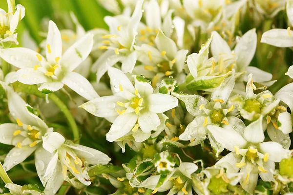 Krásné horské květiny Narcis pozadí — Stock fotografie