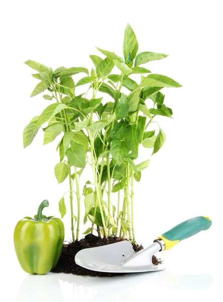 Pepper seedlings with garden tools isolated on white — Stock Photo, Image