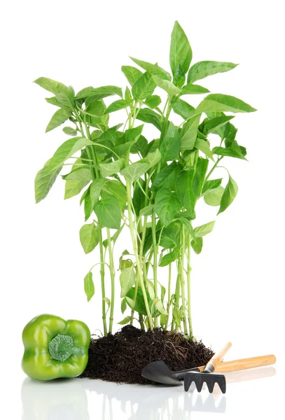 Plántulas de pimienta con herramientas de jardín aisladas en blanco —  Fotos de Stock