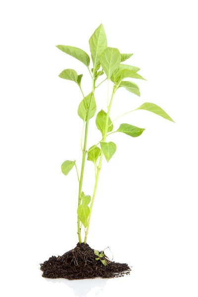 Pepper seedlings isolated on white — Stock Photo, Image