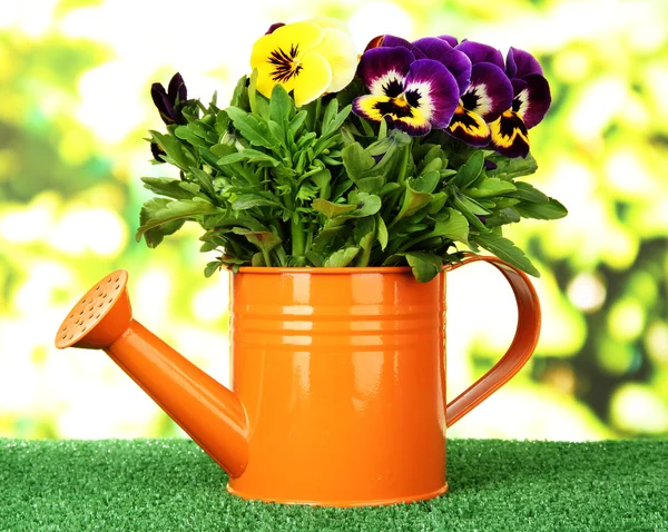 Beautiful pansies flowers on grass on bright background — Stock Photo, Image