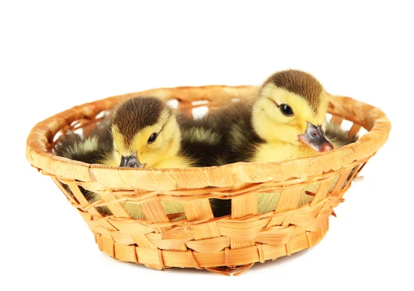 Cute ducklings in wicker basket, isolated on white — Stock Photo, Image