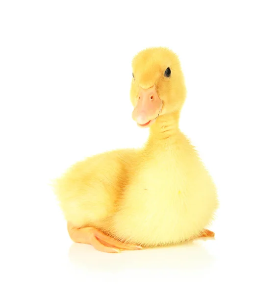 Cute duckling, isolated on white — Stock Photo, Image