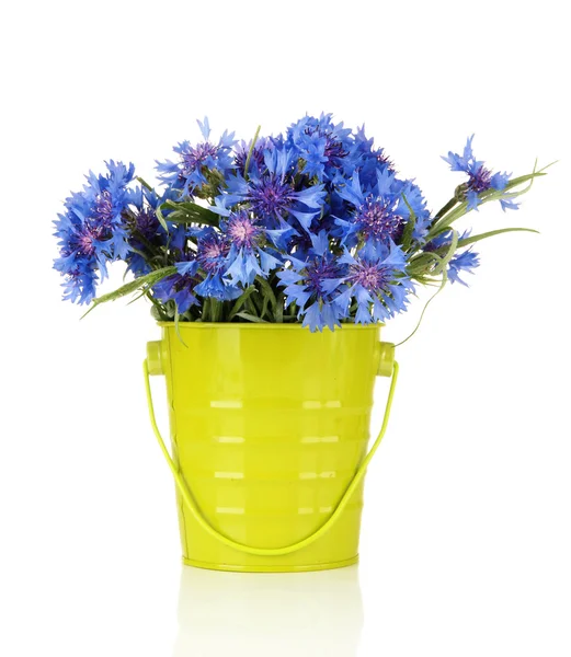 Bouquet of cornflowers in pail, isolated on white — Stock Photo, Image