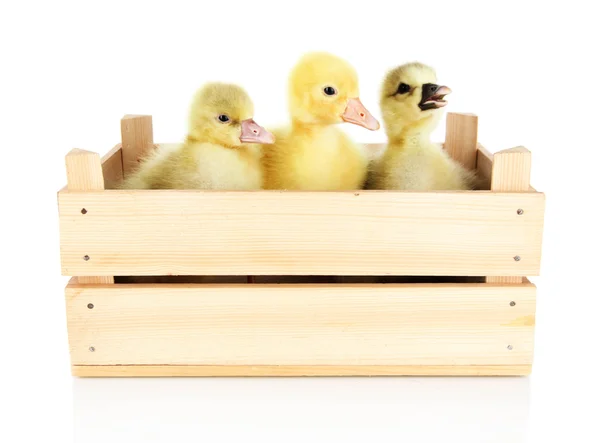 Little ducklings in wooden box isolated on white — Stock Photo, Image