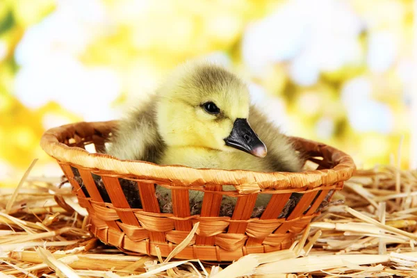 Little duckling in wicker basket on straw on bright background — Stock Photo, Image