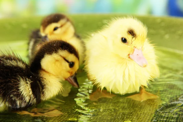 Cute ducklings swimming, on bright background — Stock Photo, Image