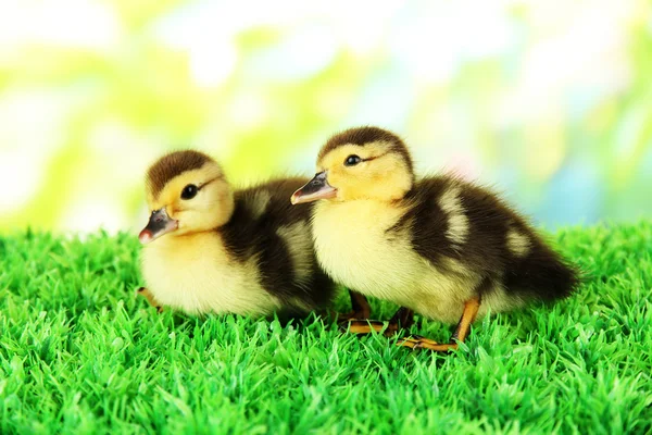 Cute ducklings on green grass, on bright background — Stock Photo, Image