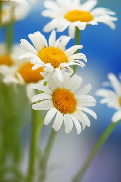 Beautiful wild camomiles, outdoors — Stock Photo, Image