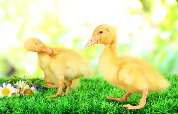 Cute ducklings on green grass, on bright background — Stock Photo, Image