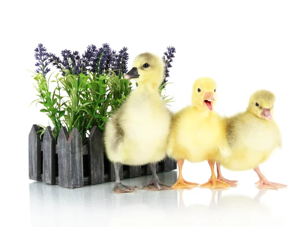 Pequeños patitos con flor aislada en blanco —  Fotos de Stock