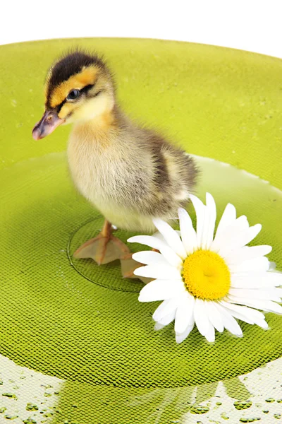 Floating cute duckling close up — Stock Photo, Image