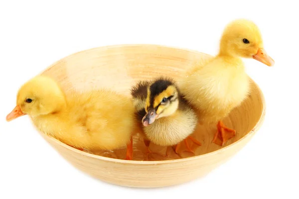 Floating cute ducklings isolated on white — Stock Photo, Image