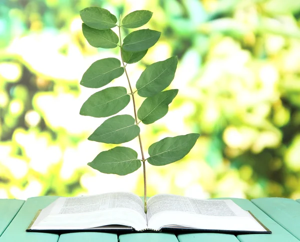 Libro con planta sobre mesa sobre fondo brillante —  Fotos de Stock