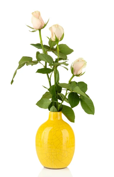 Beautiful roses in vase, isolated on white — Stock Photo, Image