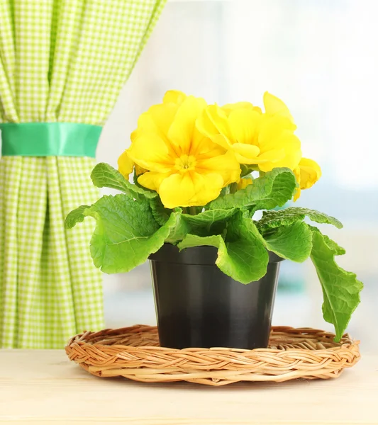 Hermosa primula amarilla en maceta en alféizar de ventana de madera —  Fotos de Stock