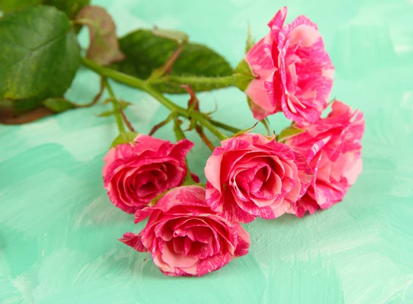 Mooie roze rozen close-up, op een achtergrond met kleur — Stockfoto