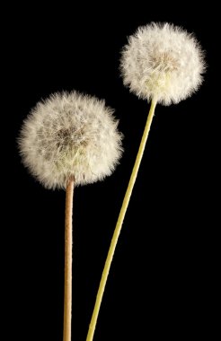 tohumlar siyah arka plan üzerine ile güzel dandelions