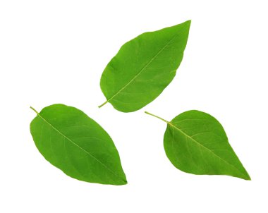 yeşil yapraklar beyaz üzerinde izole