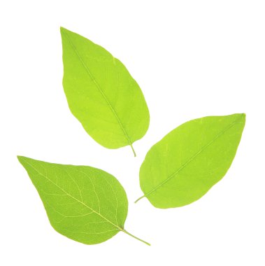 yeşil yapraklar beyaz üzerinde izole