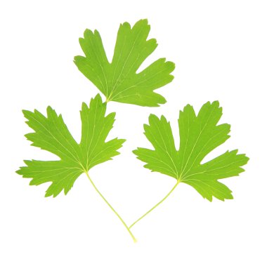 yeşil yapraklar beyaz üzerinde izole