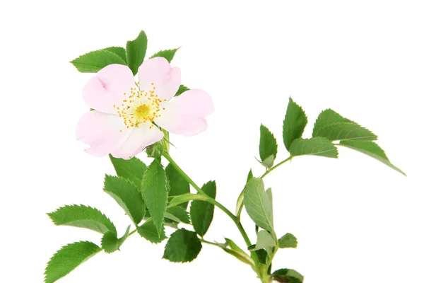 Flor rosa de la cadera, aislada en blanco —  Fotos de Stock