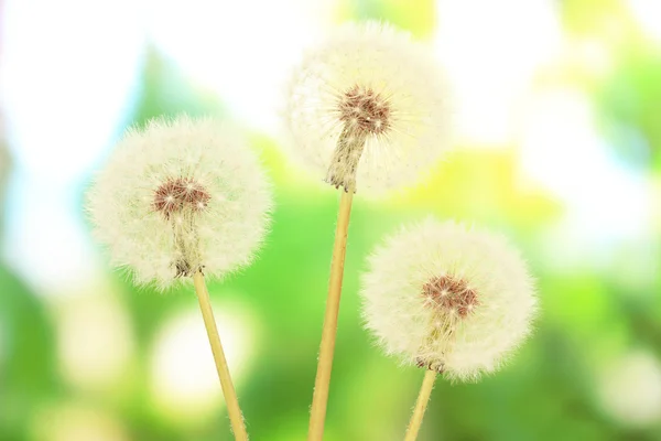 Dandelions on bright background — Stock Photo, Image