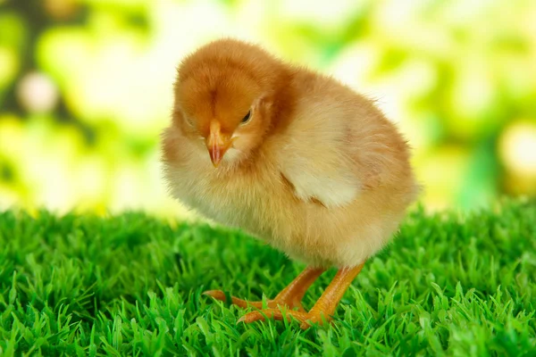 Pollo su erba su sfondo luminoso — Foto Stock
