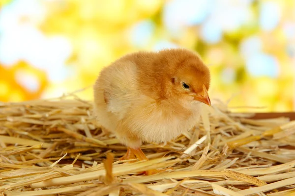 Little chicken on straw on bright background — Stock Photo, Image