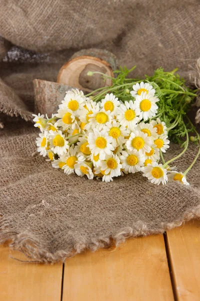 Many chamomile on sacking background — Stock Photo, Image