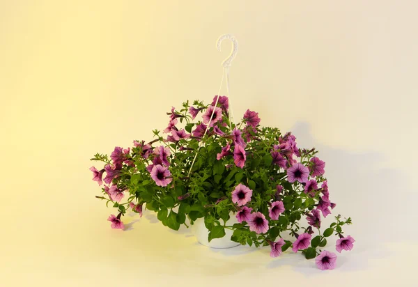 Pétunia violet en pot de fleurs sur fond beige clair — Photo