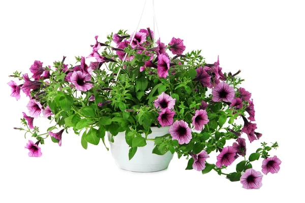 Purple petunia in flowerpot on white background — Stock Photo, Image