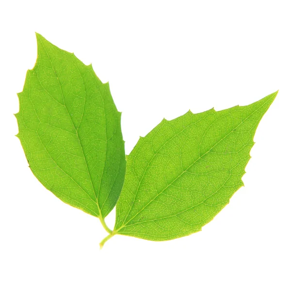 Green leaves isolated on white — Stock Photo, Image