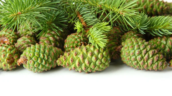 Green cones and fir tree isolated on white — Stock Photo, Image