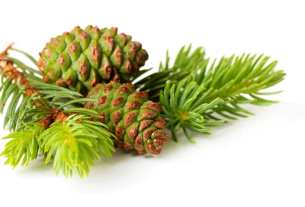 Green cones and fir tree isolated on white — Stock Photo, Image