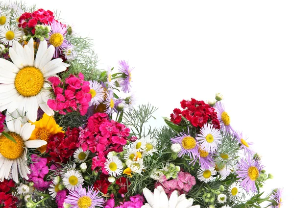 Lindas flores brilhantes no fundo branco — Fotografia de Stock