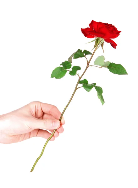 Die Hand eines Mannes, der eine Rose auf weißem Grund gibt — Stockfoto