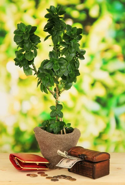 Money tree with money on wooden table on natural background — Stock Photo, Image