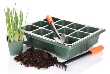 tohum kutusu üzerinde beyaz izole fide için