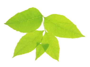 yeşil yapraklar beyaz üzerinde izole