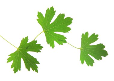 yeşil yapraklar beyaz üzerinde izole