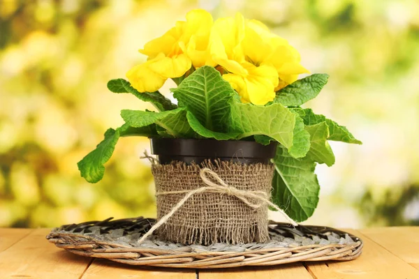 Schöne gelbe Primeln im Blumentopf auf Holztisch auf grünem Hintergrund — Stockfoto