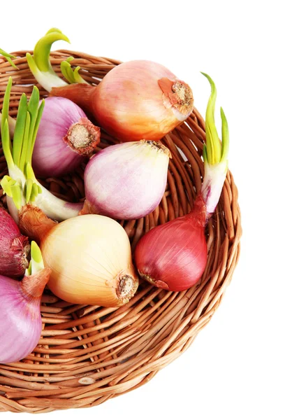 Sprouting onions wooden basket isolated on white — Stock Photo, Image