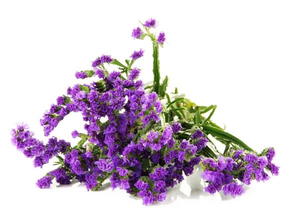 Flores aisladas en blanco — Foto de Stock