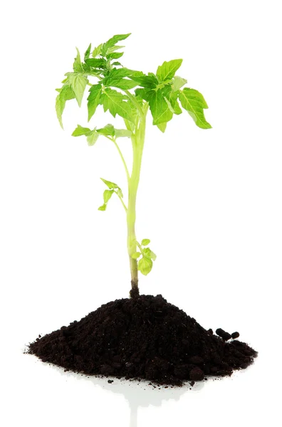 Jovem planta em solo isolado em branco — Fotografia de Stock