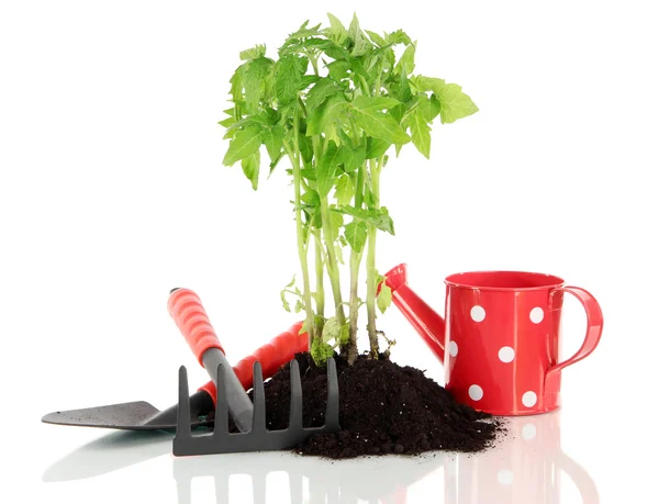 Jovem planta em solo isolado em branco — Fotografia de Stock