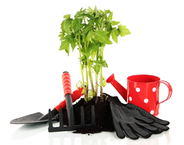 Junge Pflanze im Boden isoliert auf weiß — Stockfoto